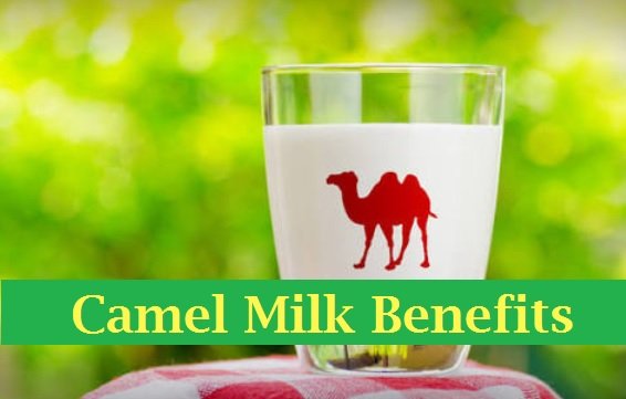 Benefits of Fresh Camel Milk